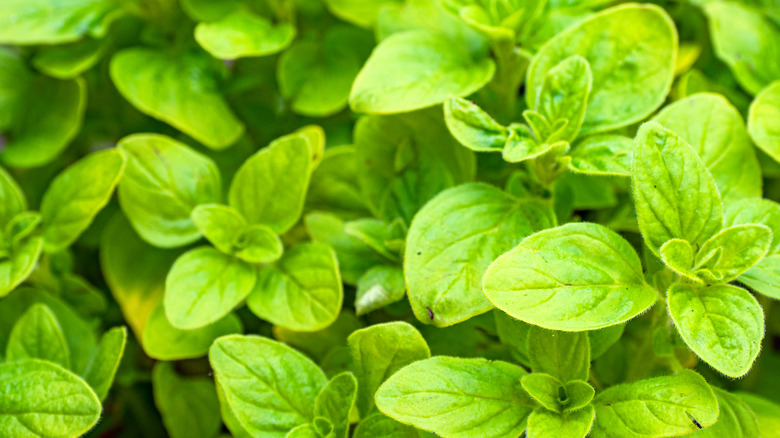 Oregano plants up close