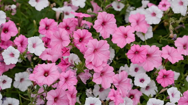 Pink and white petunias