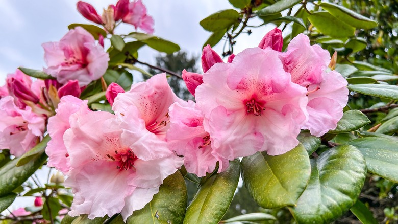 Pink rhododendrons
