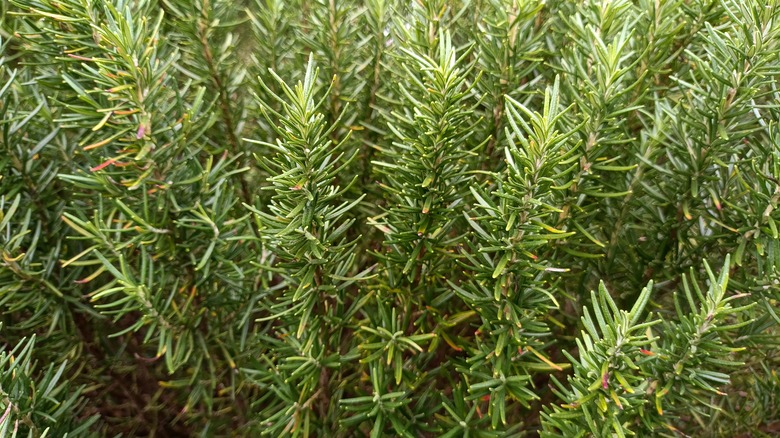 Rosemary growing in a garden
