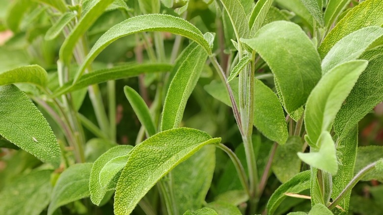 Sage leaves up close
