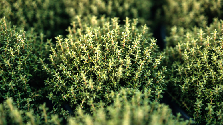 Thyme bushes