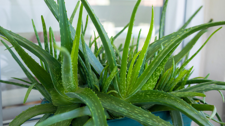 close up of potted aloe vera plant