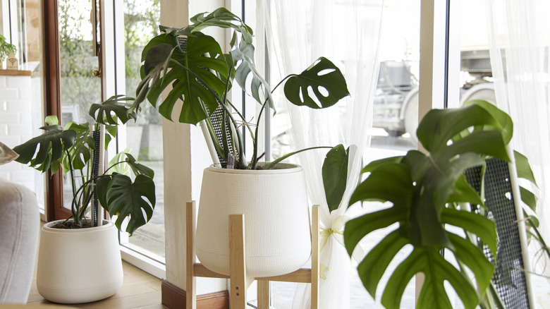 monstera plants next to bright window