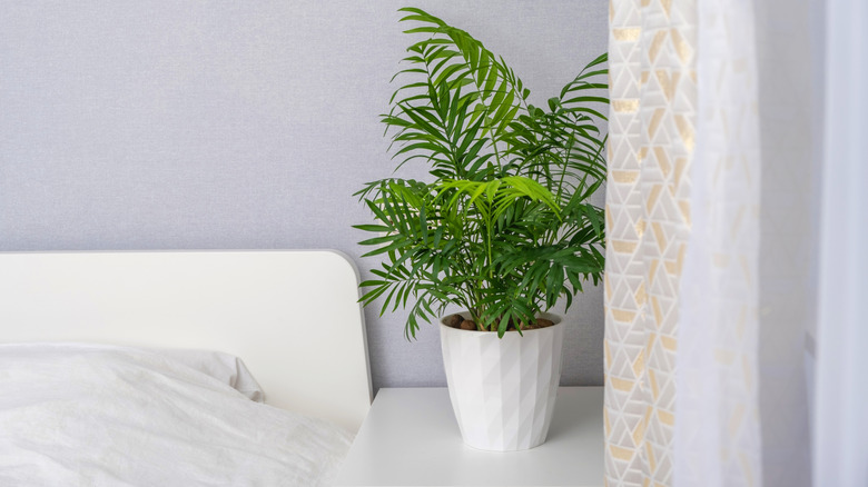 parlour palm sitting on white bedside table