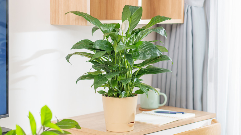 peace lily sitting on desk