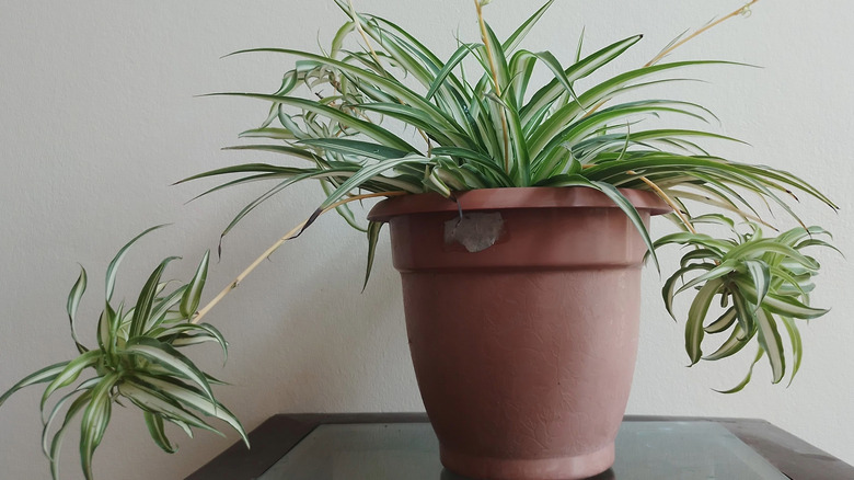 Potted varigated spider plant with spiderettes