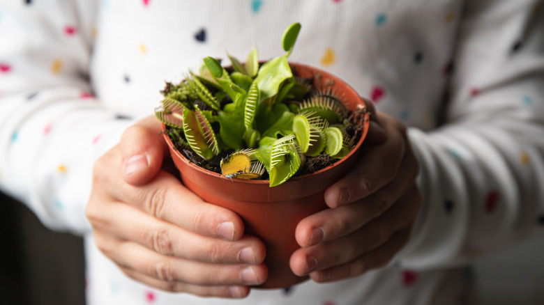 person holding Venus fly trap with two hands