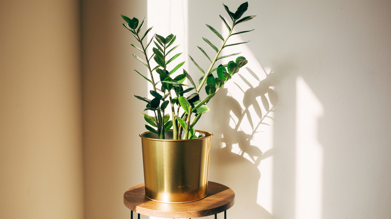 zz plant in gold pot getting bright light