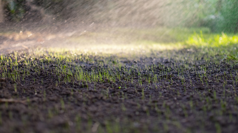 Young grass seedlings receiving water
