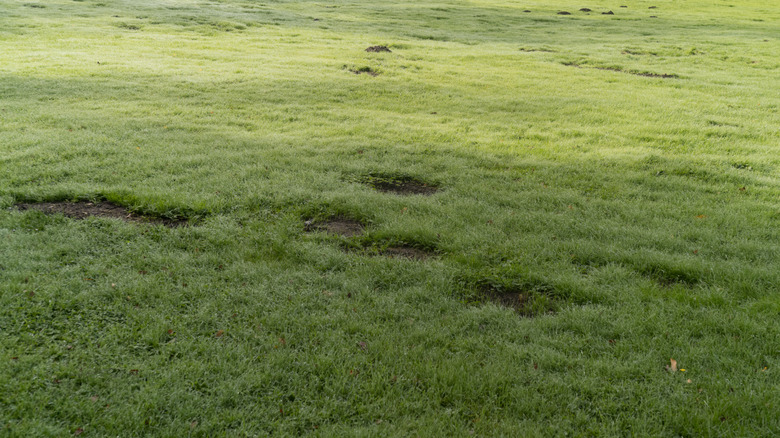 An uneven lawn with pits and piles of earth