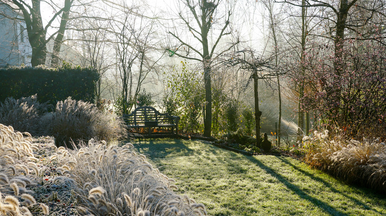 A garden with lawn touched with winter frost