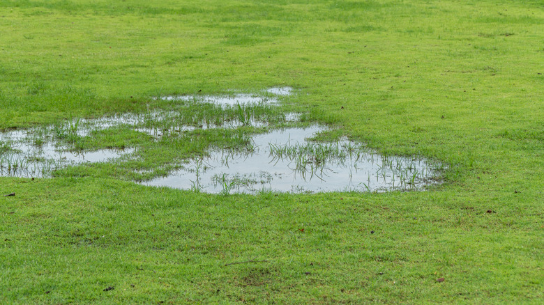 Puddling in the middle of a lawn