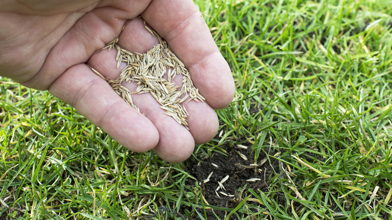 A gardener overseeding a small bare patch of lawn
