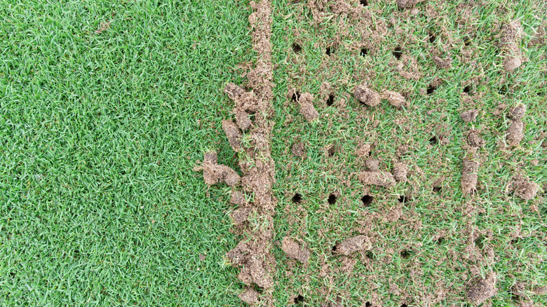 A lawn with lots of aeration holes punched into the surface