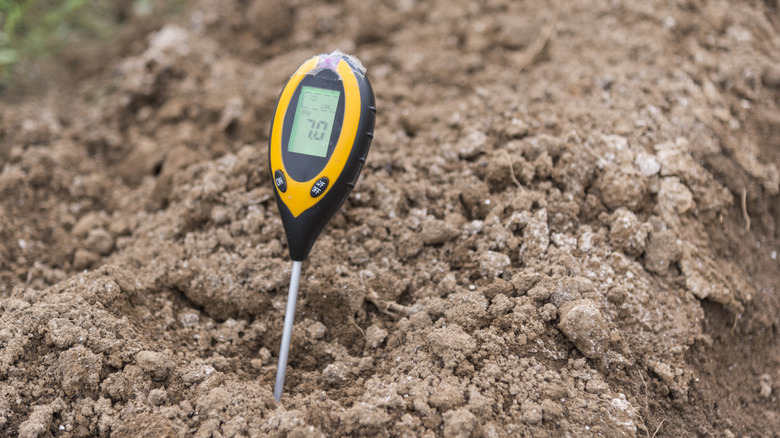 A soil pH meter taking a reading from garden soil