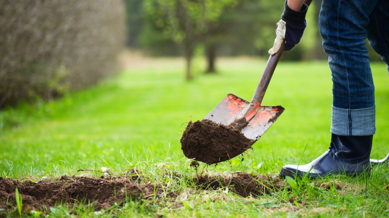 Close-up of a gardener moving soil with a shovel