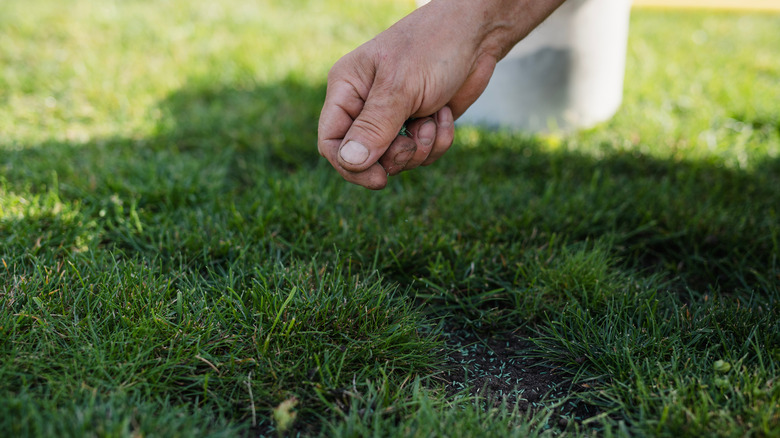 Close-up of a gardener overseeding a patchy lawn
