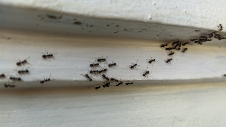 Ants crawl on the white-painted wall of a home.