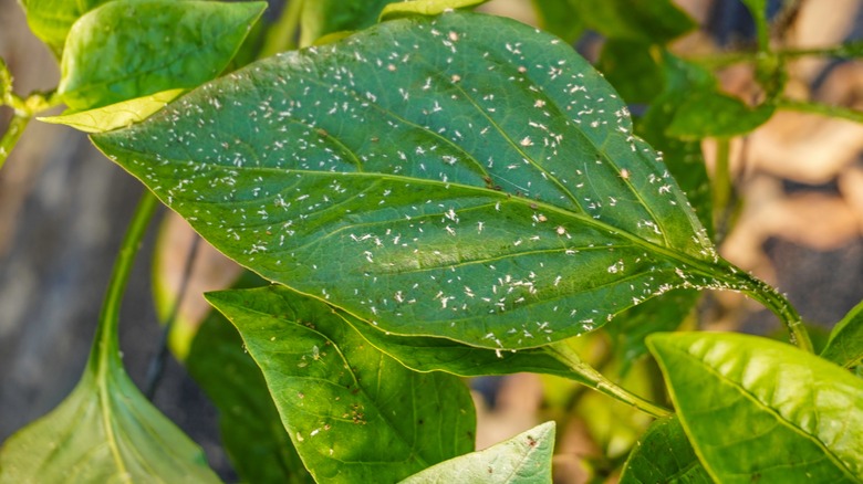 Aphids on pepper plant leaves.