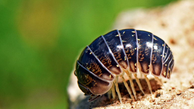 A curled pill bug on a rock.