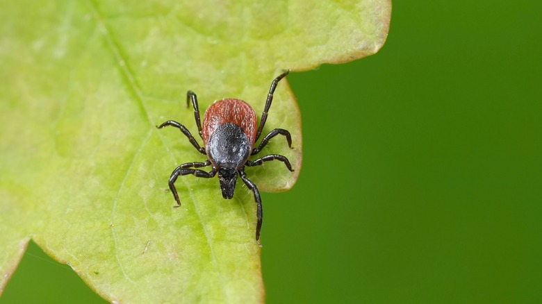 A tick on a leaf.