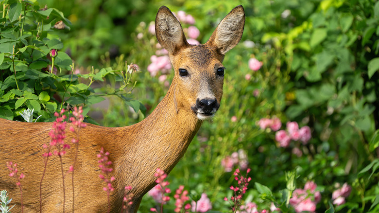 Deer in a flower garden.