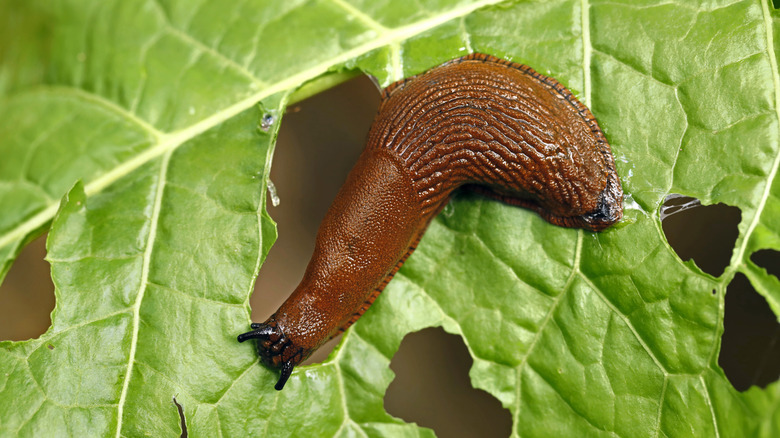 A slug eats a spinach leaf.