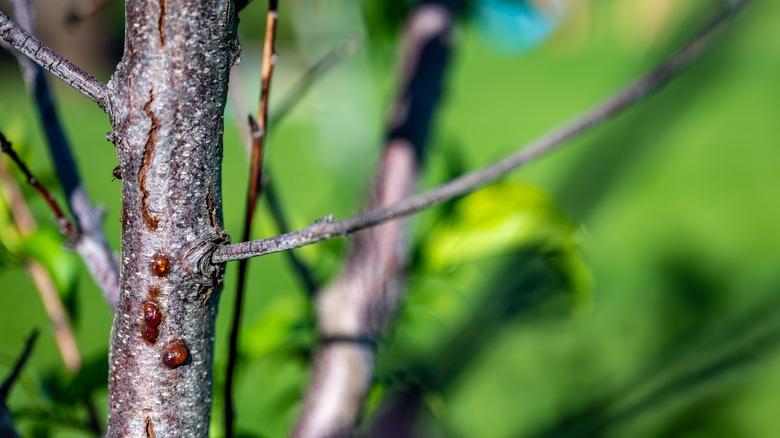 Damage from peachtree borer larvae on the trunk of peach tree.