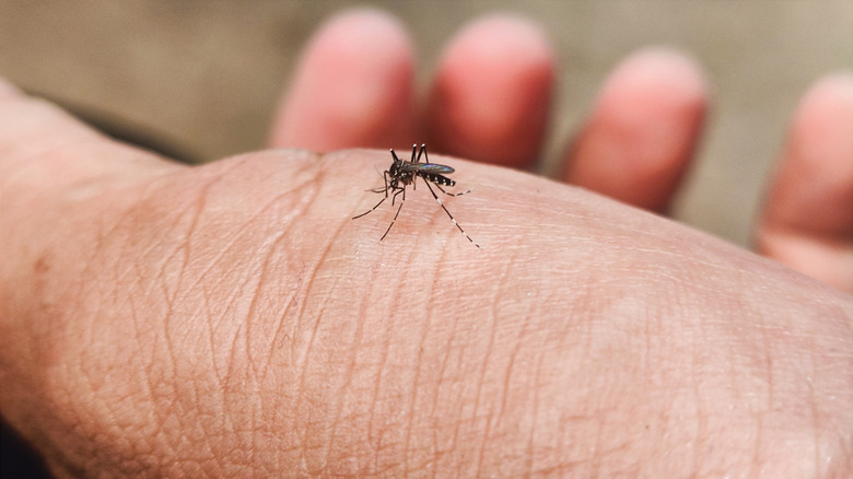 A striped mosquito on the palm of a hand.