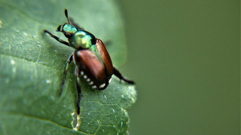 A Japanese beetle on a leaf.