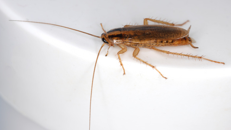 A cockroach on a white bathroom sink ledge.