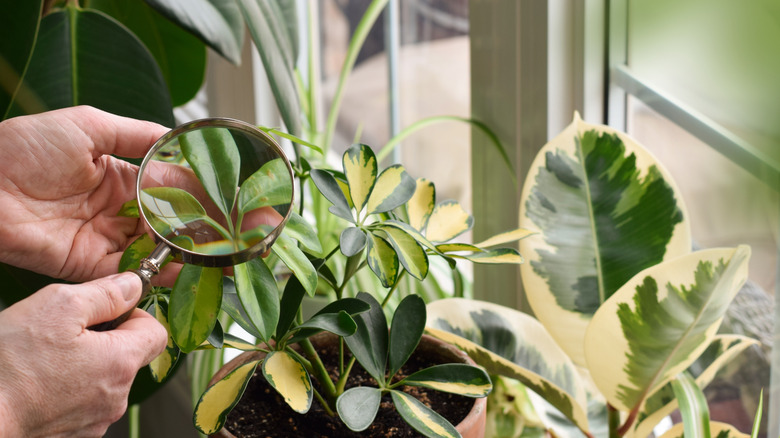A person looking for pests holds a magnifying glass over houseplant leaves.