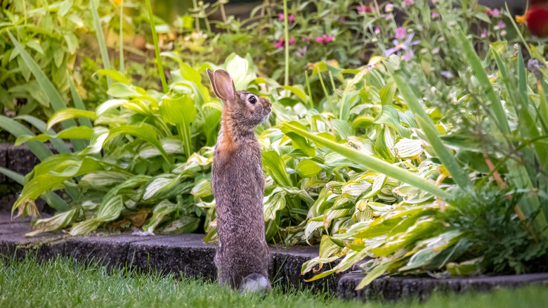 A brown rabbit stands on its hind legs to eat plants in a garden.