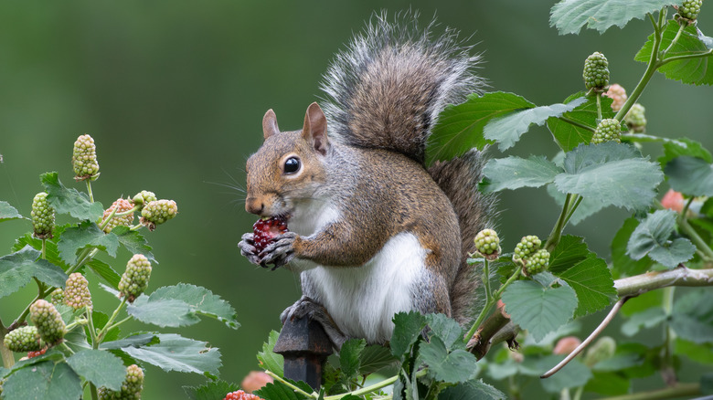 A squirrel eats a ripe raspberry off the vine.