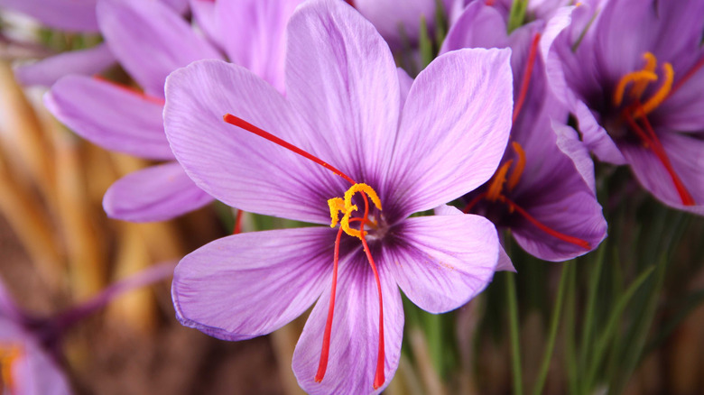 A close up of a purple Autumn crocus