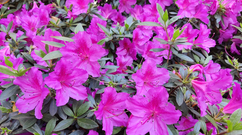 Southern Indian Azalea plant