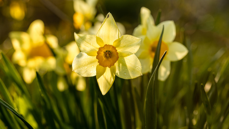 Daffodils in full bloom