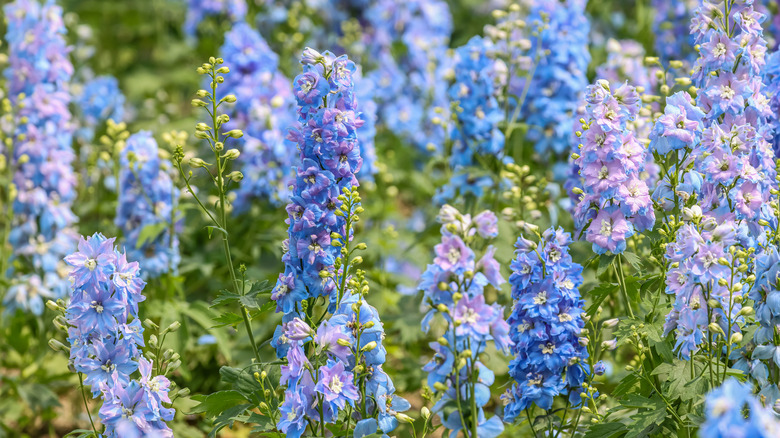 blue delphinium flowers