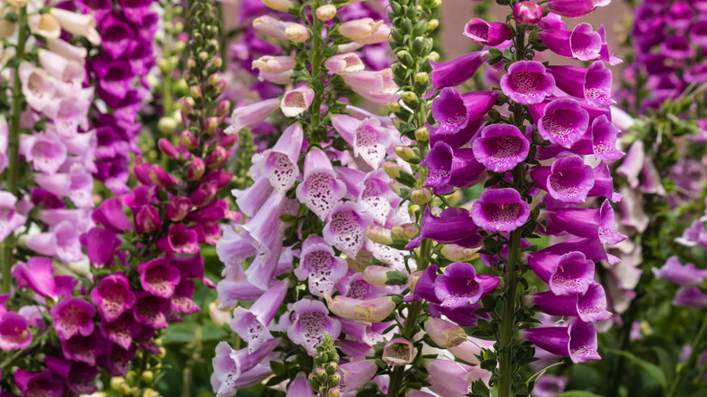 Foxglove blooming in a garden