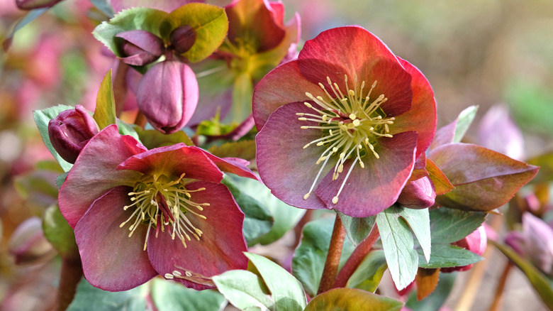 Hellebores in bloom