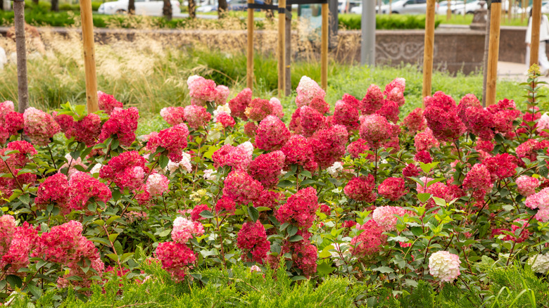 red hydrangea flowers