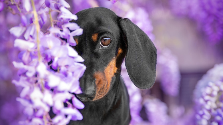 A dachshund dog among purple flowers