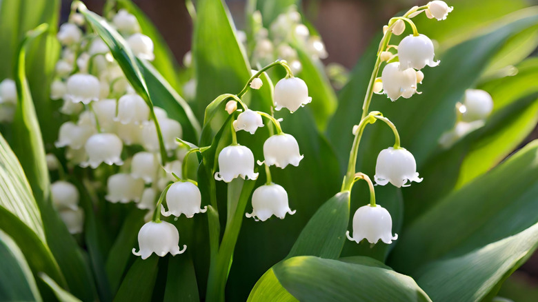 White Lily of the Valley flowers in bloom outdoors