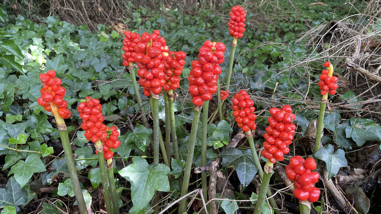 Lords-and-ladies with bright red berries