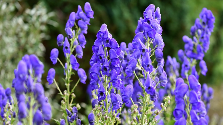 Blue monkshood plant flowers growing outside