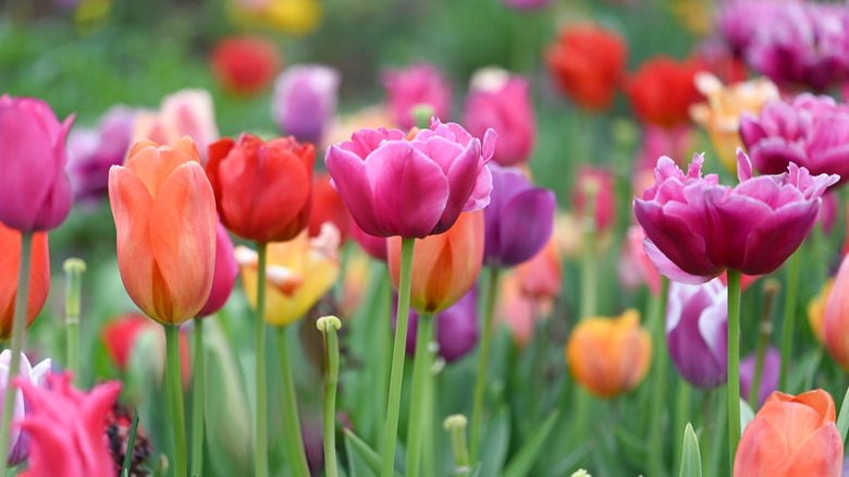 Purple, red, and orange tulips in bloom