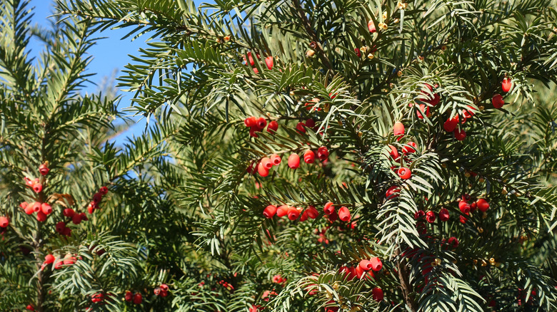 A yew tree with red berries