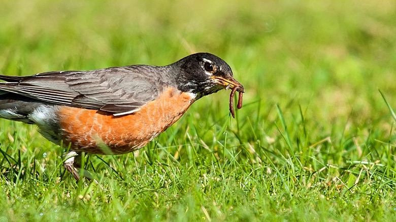 American robin foraging in grass