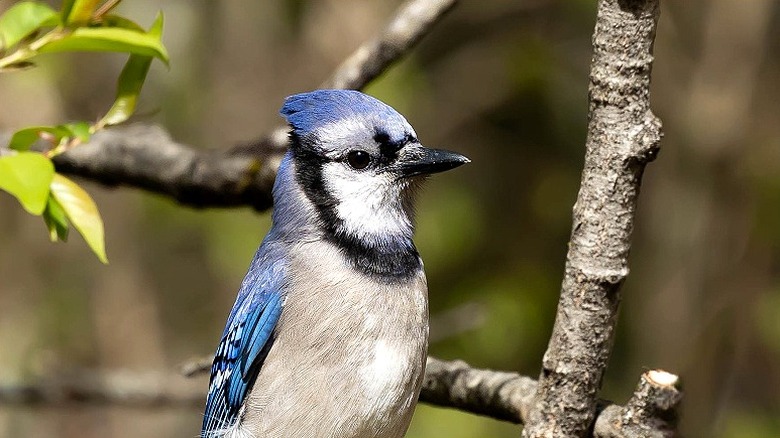 Blue jay perched in tree